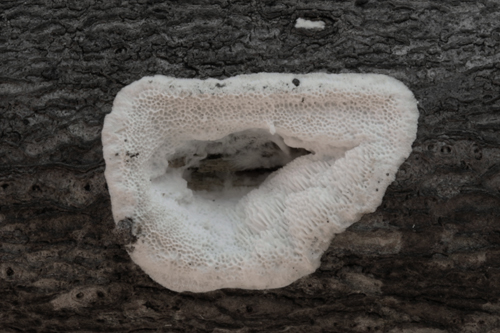 Trechispora mollusca ? (Trechispora mollusca)